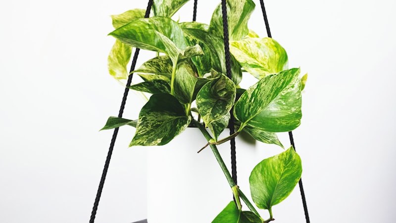 世界杯足球比赛现场直播画面，球员正在激烈拼抢